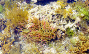 anemona fauna marina cabo de gata