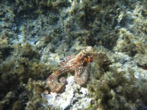 pulpo, en cabo de gata Almeria