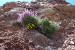 plantas cabo de gata